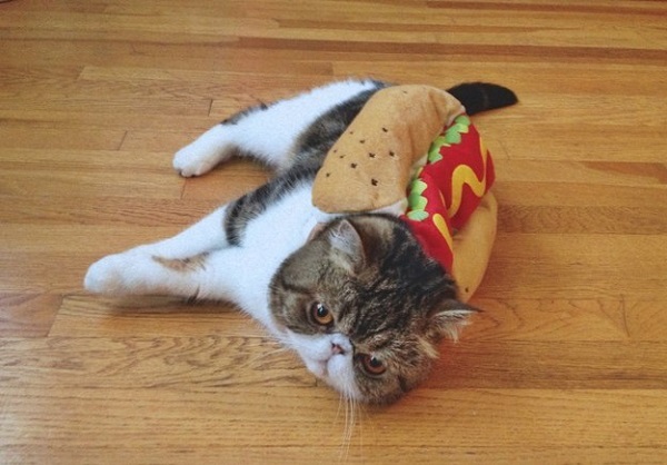 gatto hot dog