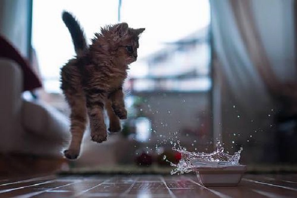 gatto paura acqua