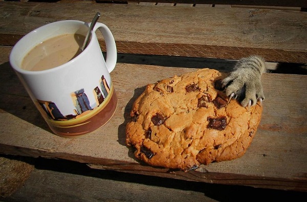 gatto ruba biscotto