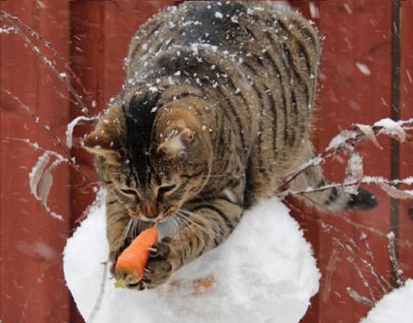 gatto ruba naso pupazzo neve