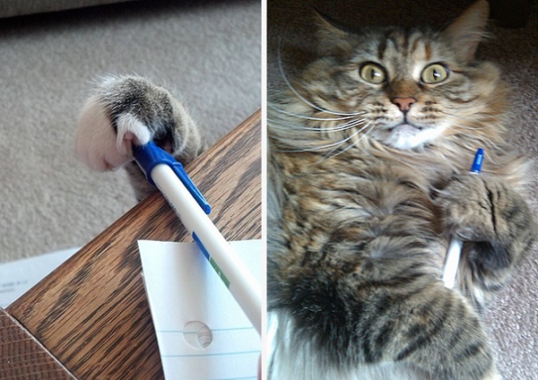 gatto ruba penna