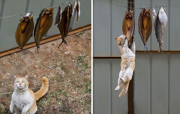 gatto ruba pesce essiccato