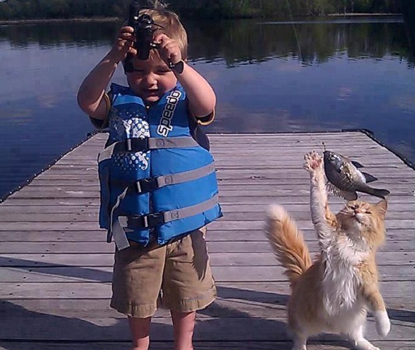 gatto ruba pesce