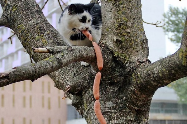 gatto ruba salsiccia