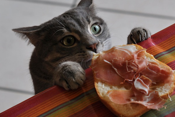 gatto ruba sandwich