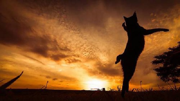 gatto tramonto