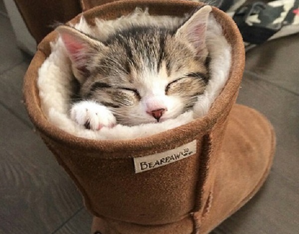 gatto ugg boots