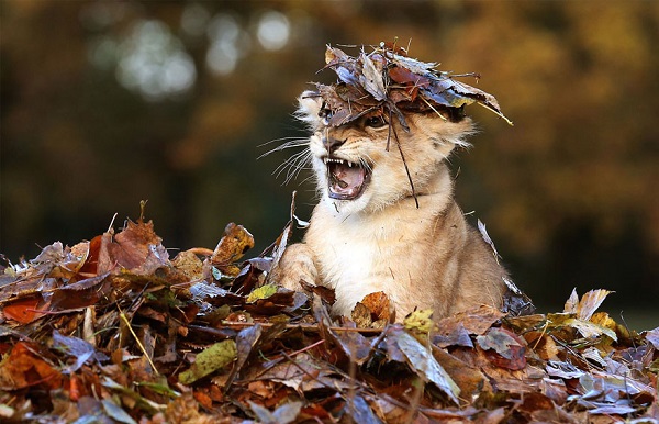 leone gioca foglie