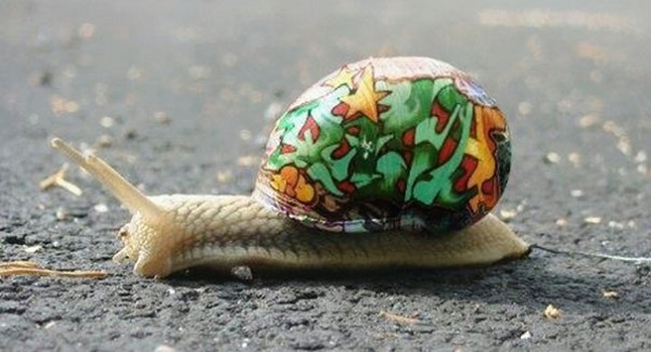 painted-snail-shell-12
