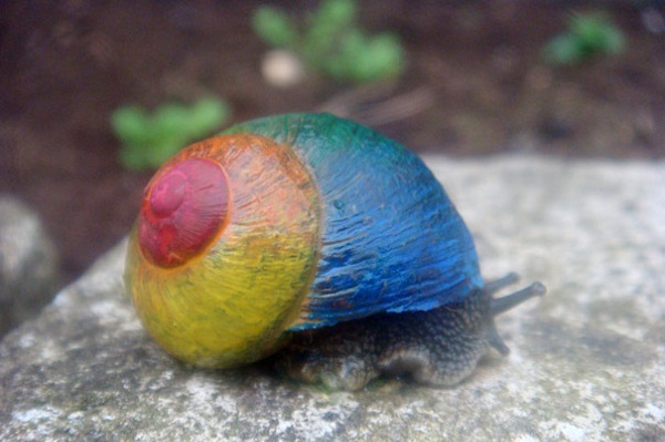 painted-snail-shell-2
