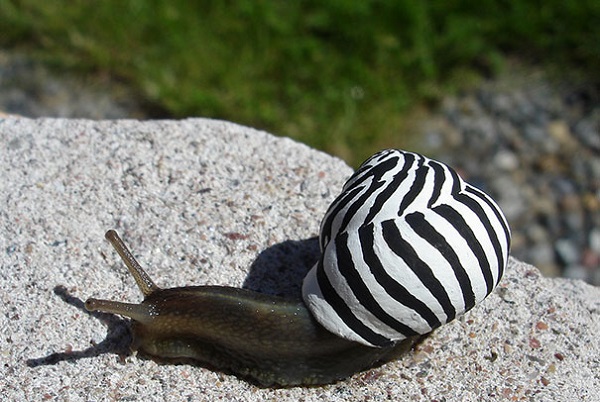 painted-snail-shell-20