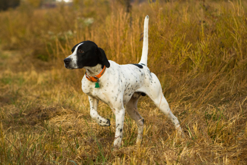 cane antidroga, pointer, cane da tartufo