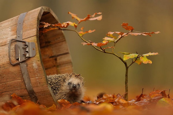 riccio autunno giardino