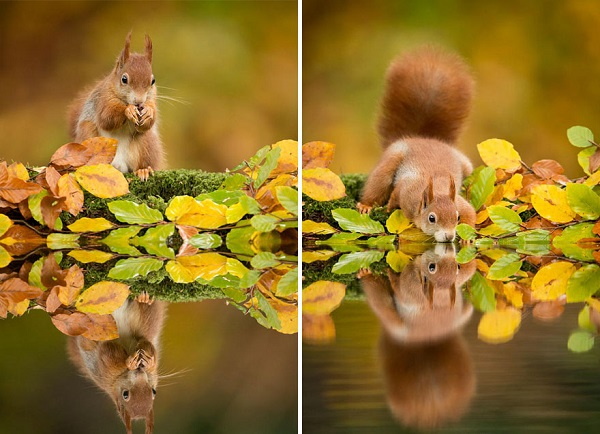 scoiattolo lago autunno