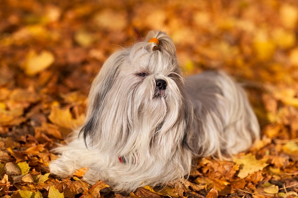 Shih Tzu autunno foglie