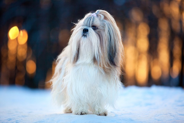 Shih Tzu posa fotografia