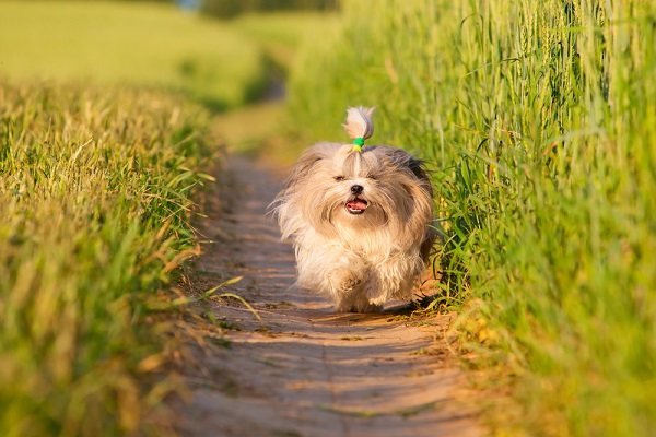 Shih Tzu corre prato