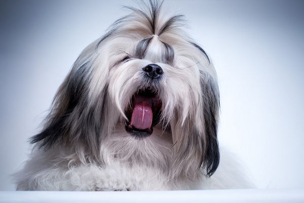 Shih Tzu sbadiglio