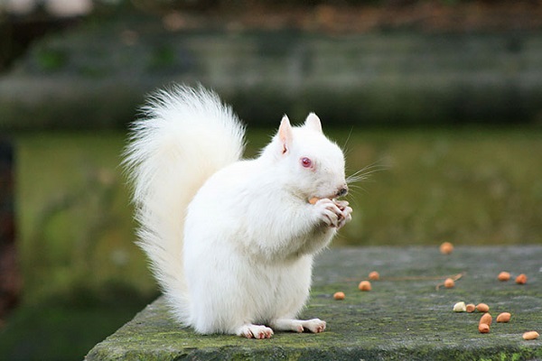 scoiattolo bianco