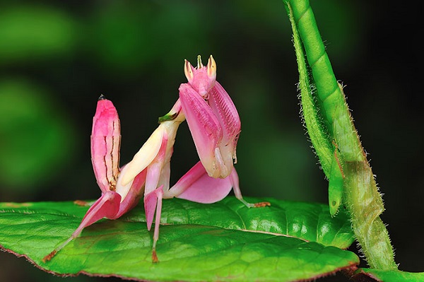 mantide religiosa rosa