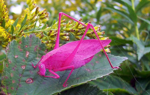 locusta rosa