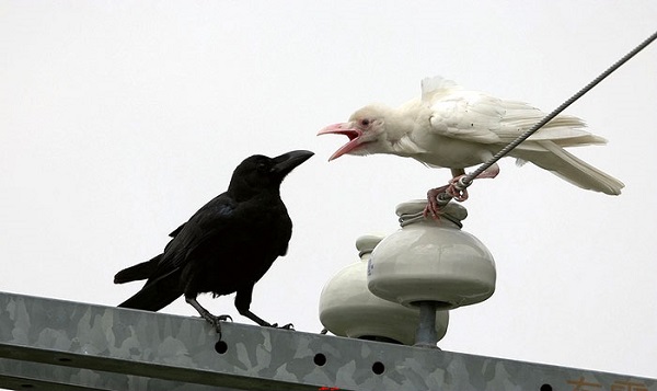 corvo bianco corvo nero