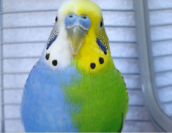 pappagallo bicolore