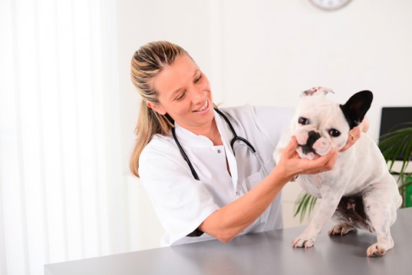 veterinario visita cane