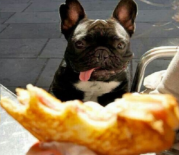 bulldog francese affamato