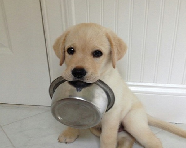 cane cucciolo scodella