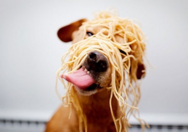 cane mangia spaghetti