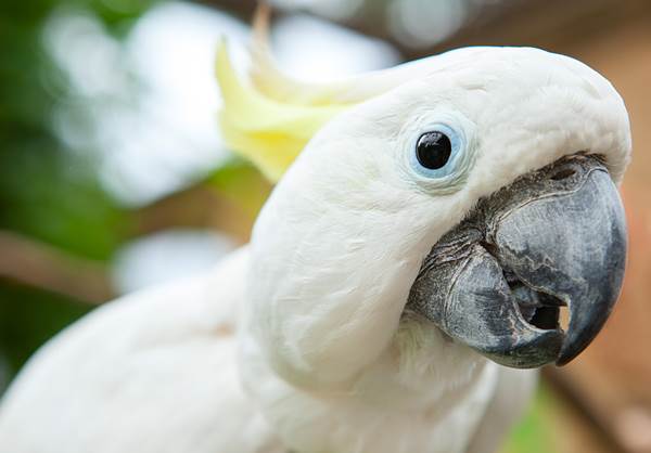 Cacatua