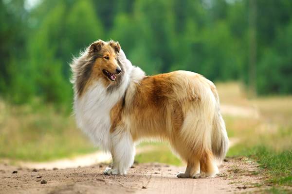 Collie in primo piano