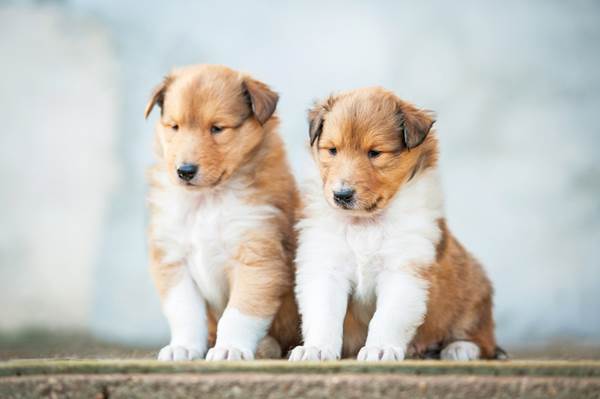 Cuccioli di Collie