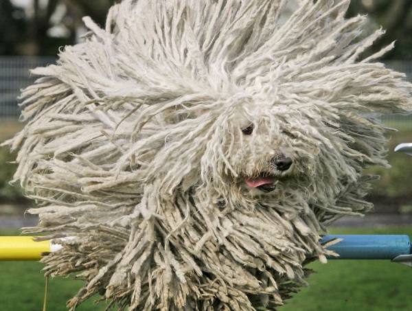 mop dog cane mocio