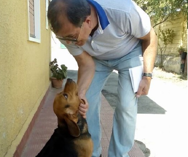 beagle adottato