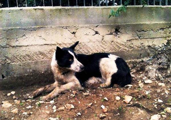 cagnolina randagia