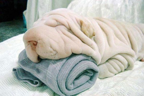 sharpei plaid