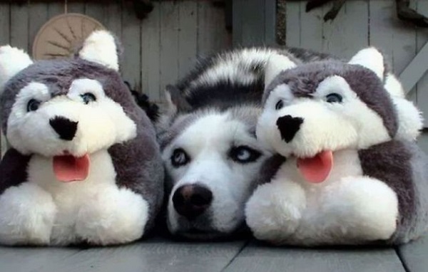 husky peluches