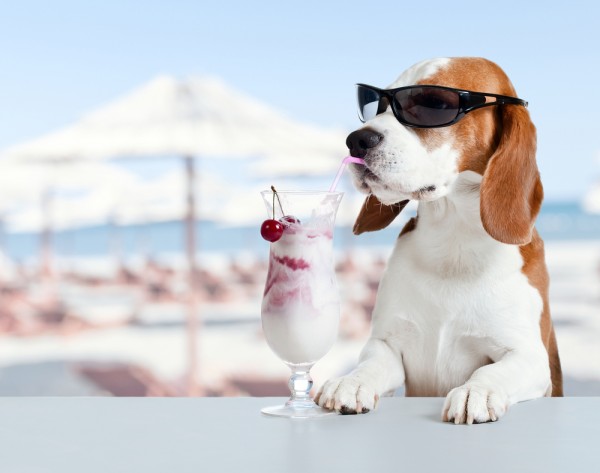 rimedi naturali salute cane