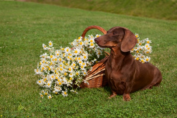 rimedi naturali domestici salute cane