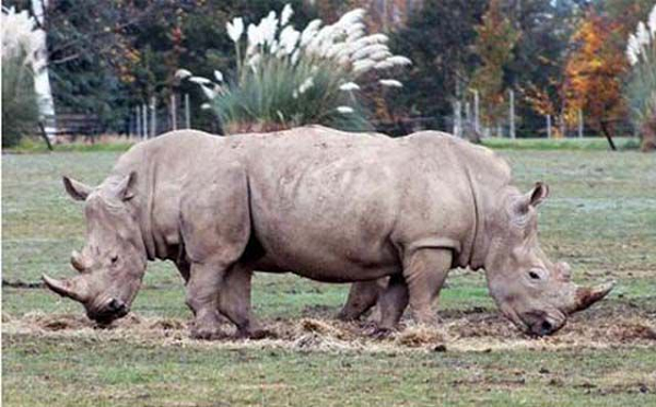 rinoceronti siamesi