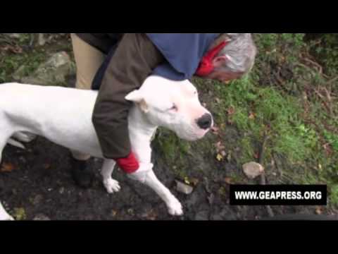 dogo argentino vs cinghiale video