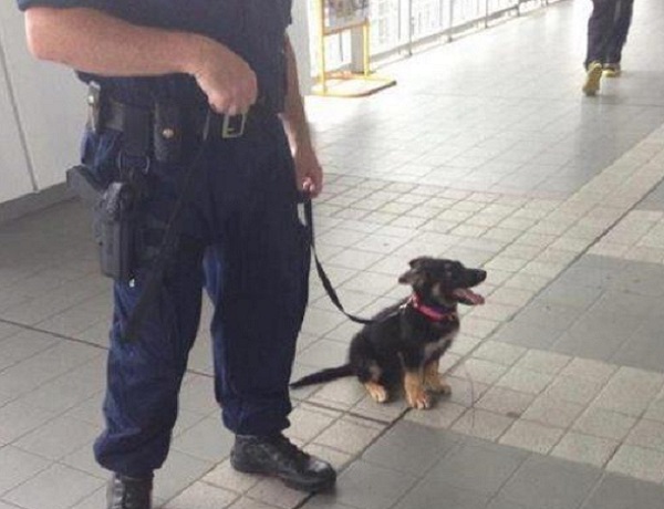 cane polizia aeroporto