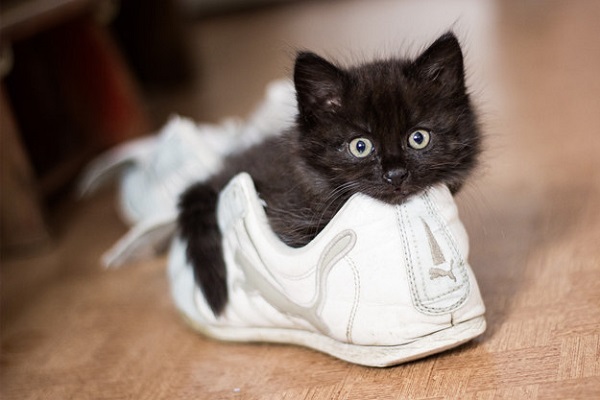 gatto dentro scarpa