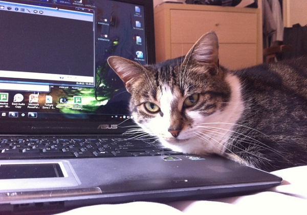 gatto computer