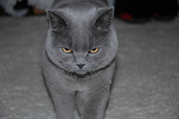 gatto grigio mimetizzato