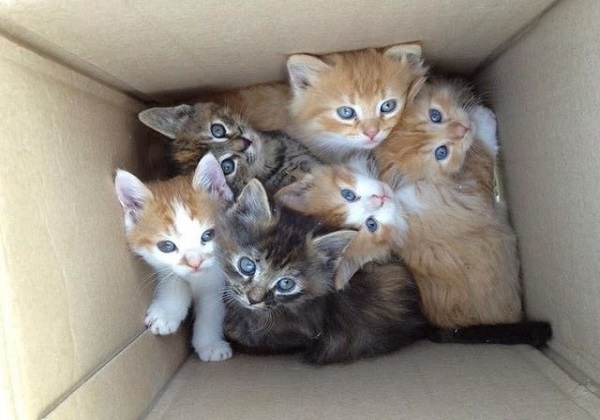 gattini dentro scatolo