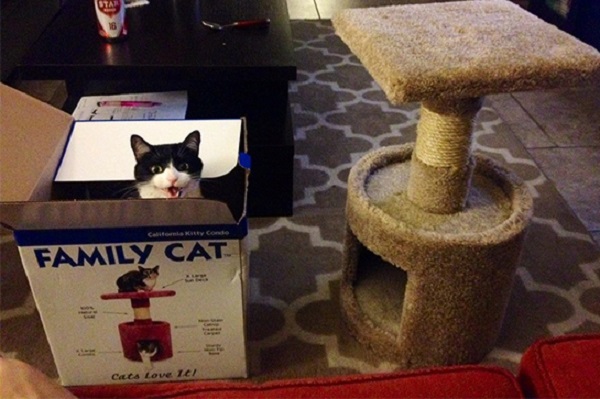 gatto dentro scatola
