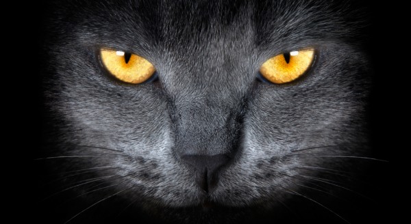 gatto occhi gialli